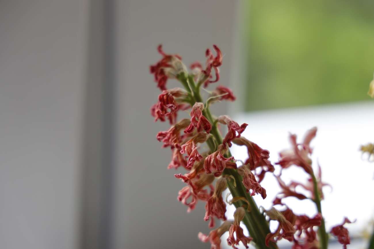 Canon EOS R wrażenia po długim teście!