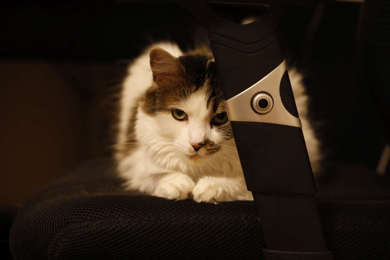 Canon EOS R wrażenia po długim teście!