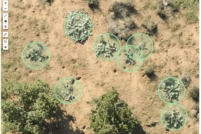 Problemy z wylesianiem? Na ratunek ruszą drony