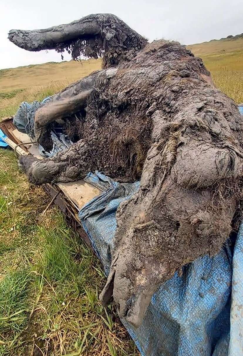 Znaleziono szczątki niedźwiedzia sprzed tysięcy lat. Są naprawdę dobrze zachowane