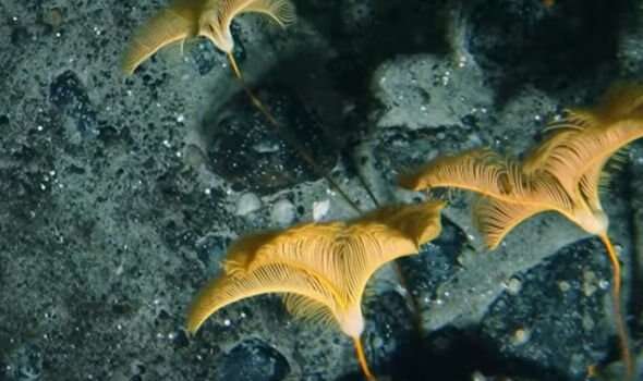 Głęboko pod lodem Antarktydy odnaleziono tajemnicze organizmy