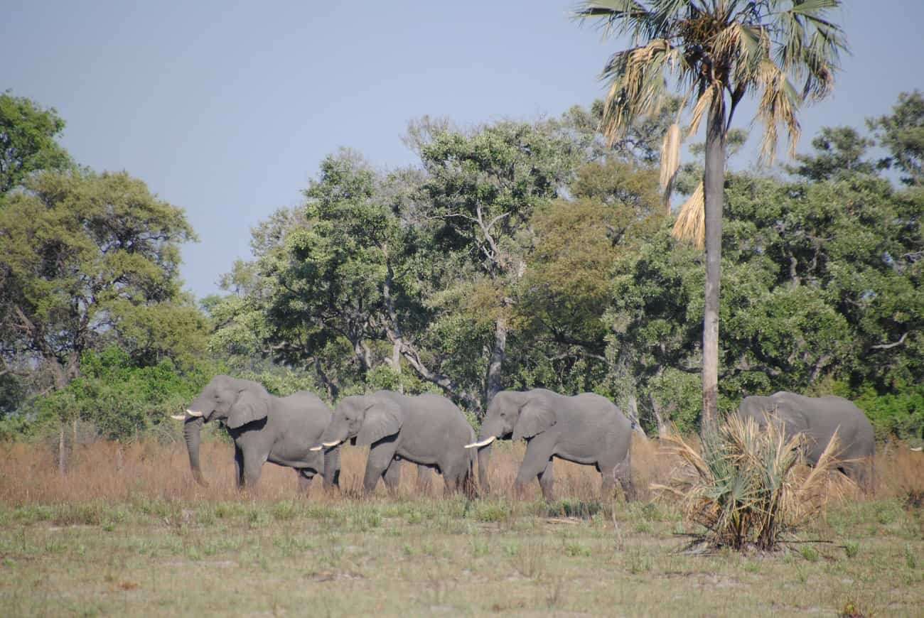 slonie botswana