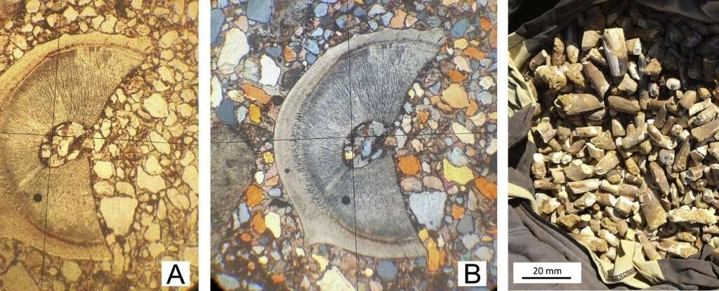 Dinozaury jednak żyły w wodzie? Ten gatunek był prawdziwym rzecznym potworem
