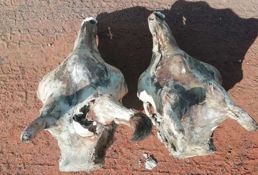 Żyrafy to żywe piorunochrony. Ten przypadek stanowi potwierdzenie