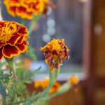 Recenzja Canon PowerShot G7 X III. Idealny kompan podróży