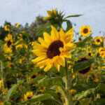 Recenzja Canon PowerShot G7 X III. Idealny kompan podróży