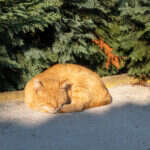 Recenzja Canon PowerShot G7 X III. Idealny kompan podróży