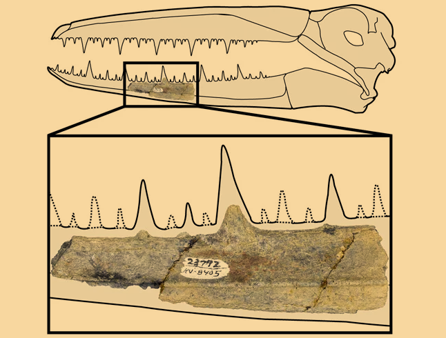 Oto prawdopodobnie największy w historii latający ptak