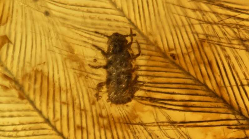 Zobaczcie najciekawsze skamieniałości w bursztynie z ostatnich lat