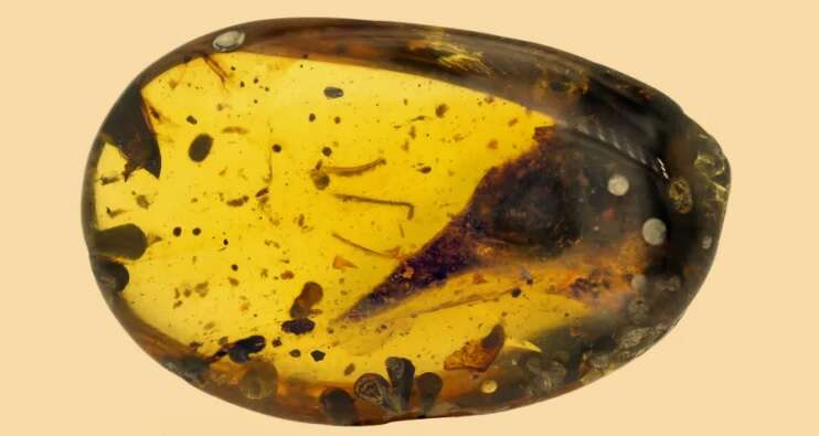 Zobaczcie najciekawsze skamieniałości w bursztynie z ostatnich lat