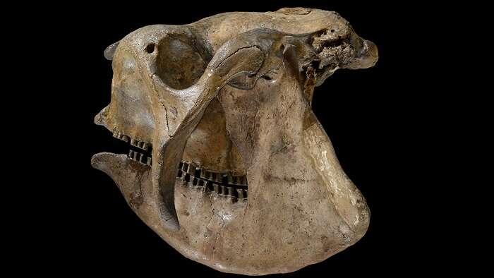 Dlaczego migracja ssaków w Amerykach zadziwia naukowców?