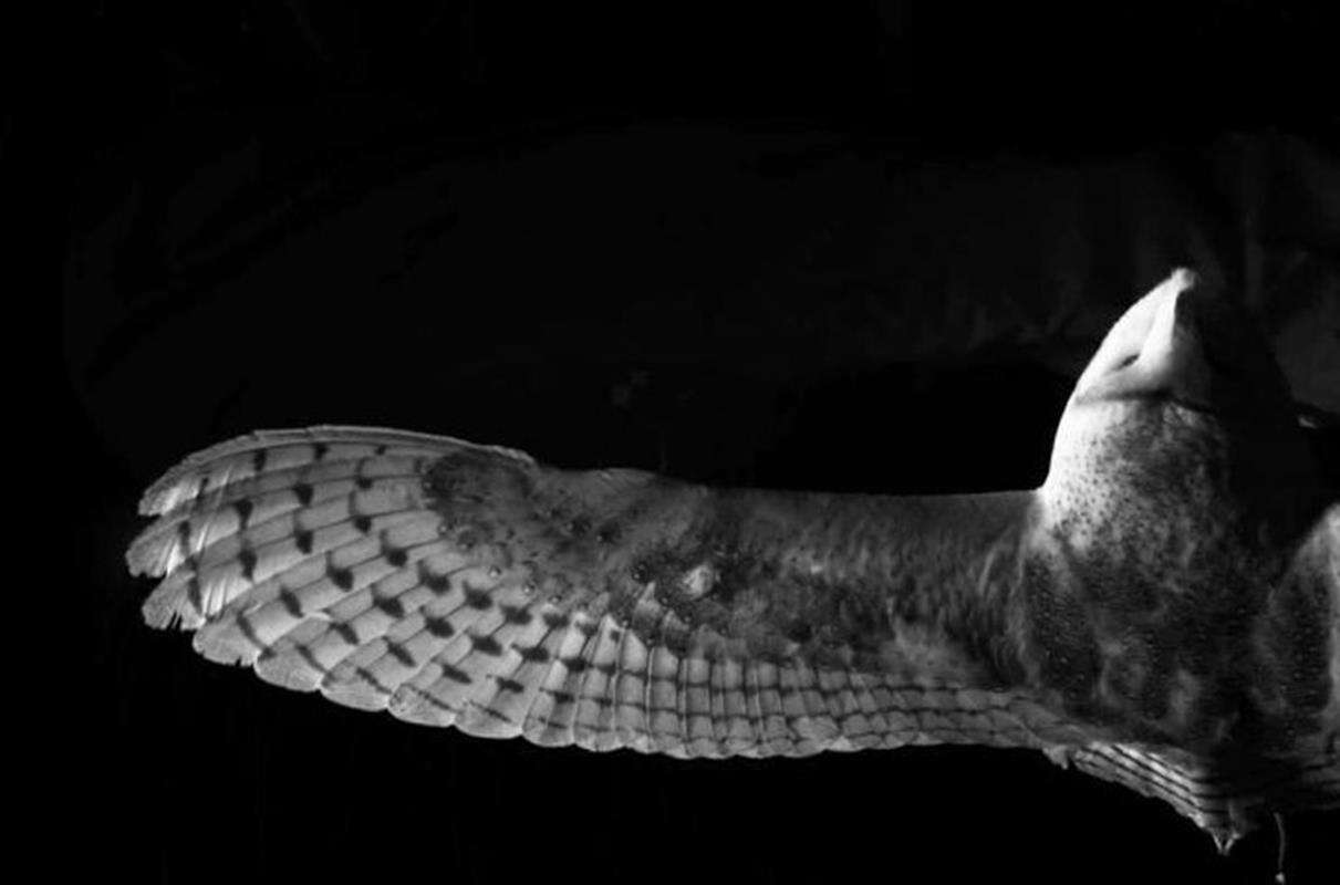 Inspiracja sowami może doprowadzić do cichszych samolotów