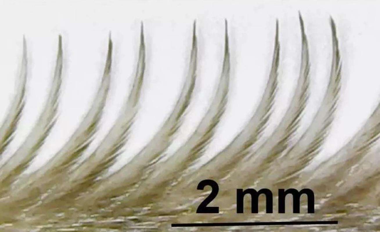 Inspiracja sowami może doprowadzić do cichszych samolotów