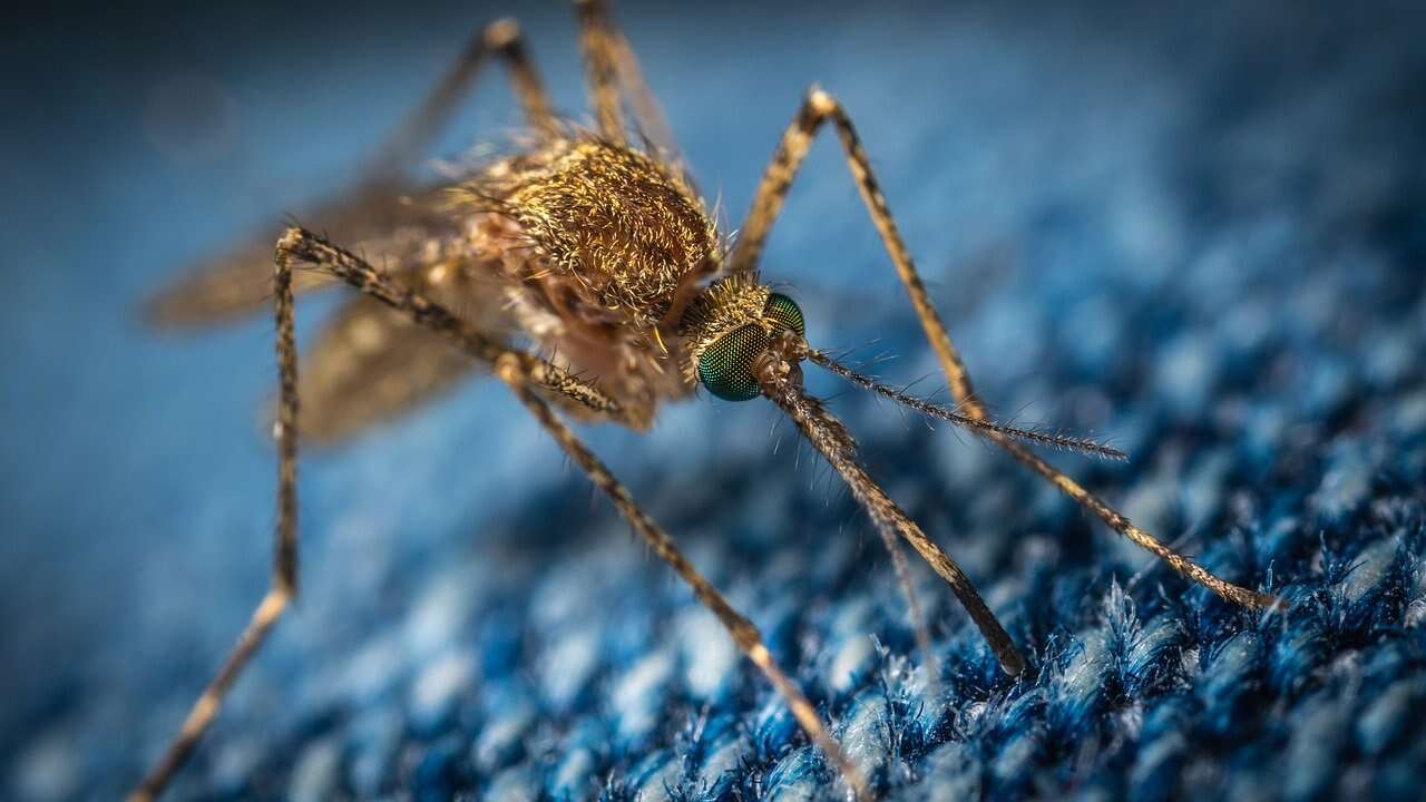 komary wolą krew jednych ludzi bardziej od innych