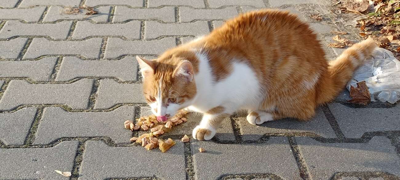 Test Realme 7i – najlepszy smartfon do 700 zł?