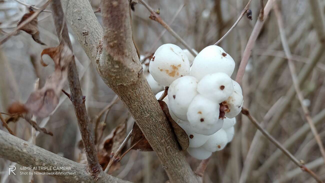 Są tanie smartfony i jest realme 7i. Co go wyróżnia?