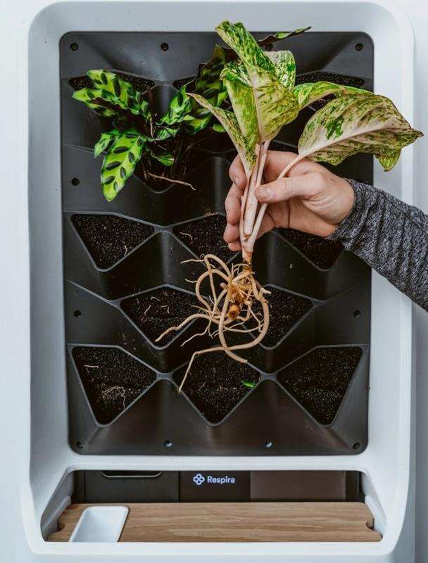 Inteligentny domowy ogródek Respira, czyli kiedy nawet kaktus Wam usycha