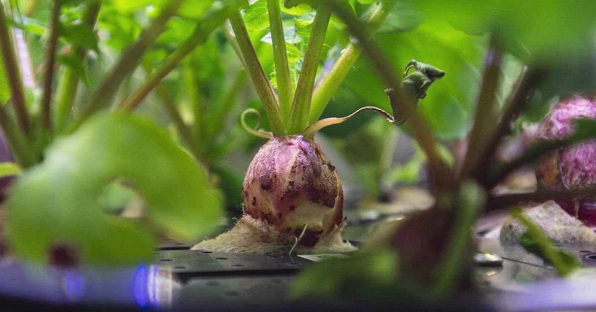 Kosmiczna rzodkiewka. Zobaczcie efekt eksperymentu na ISS