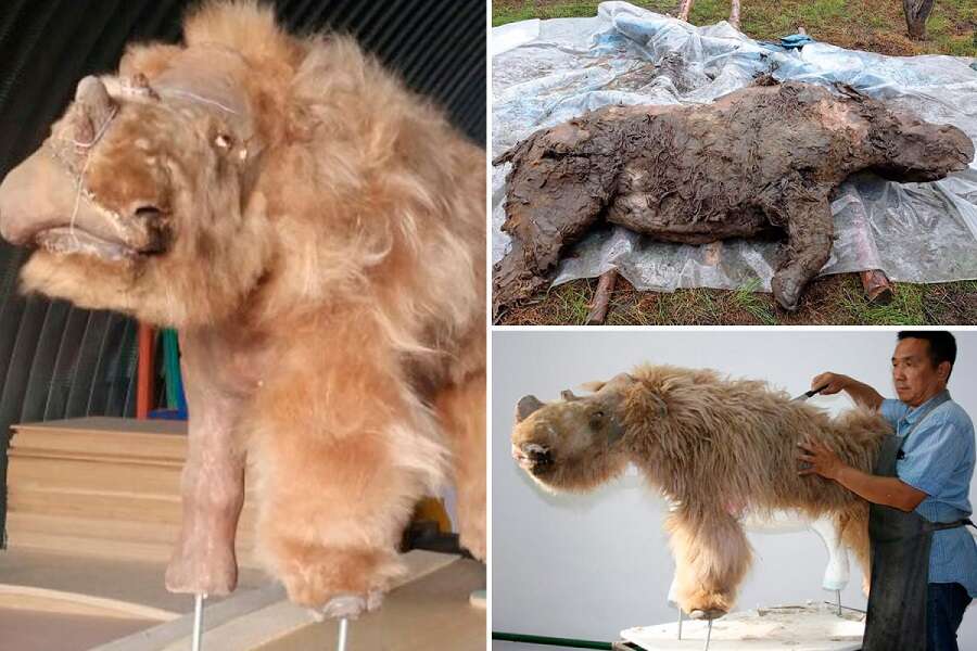 Świetnie zachowany nosorożec włochaty pochodzi sprzed 34 000 lat