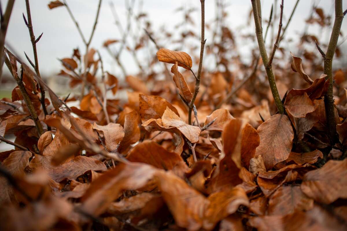 Recenzja Canon EOS M6 Mark II