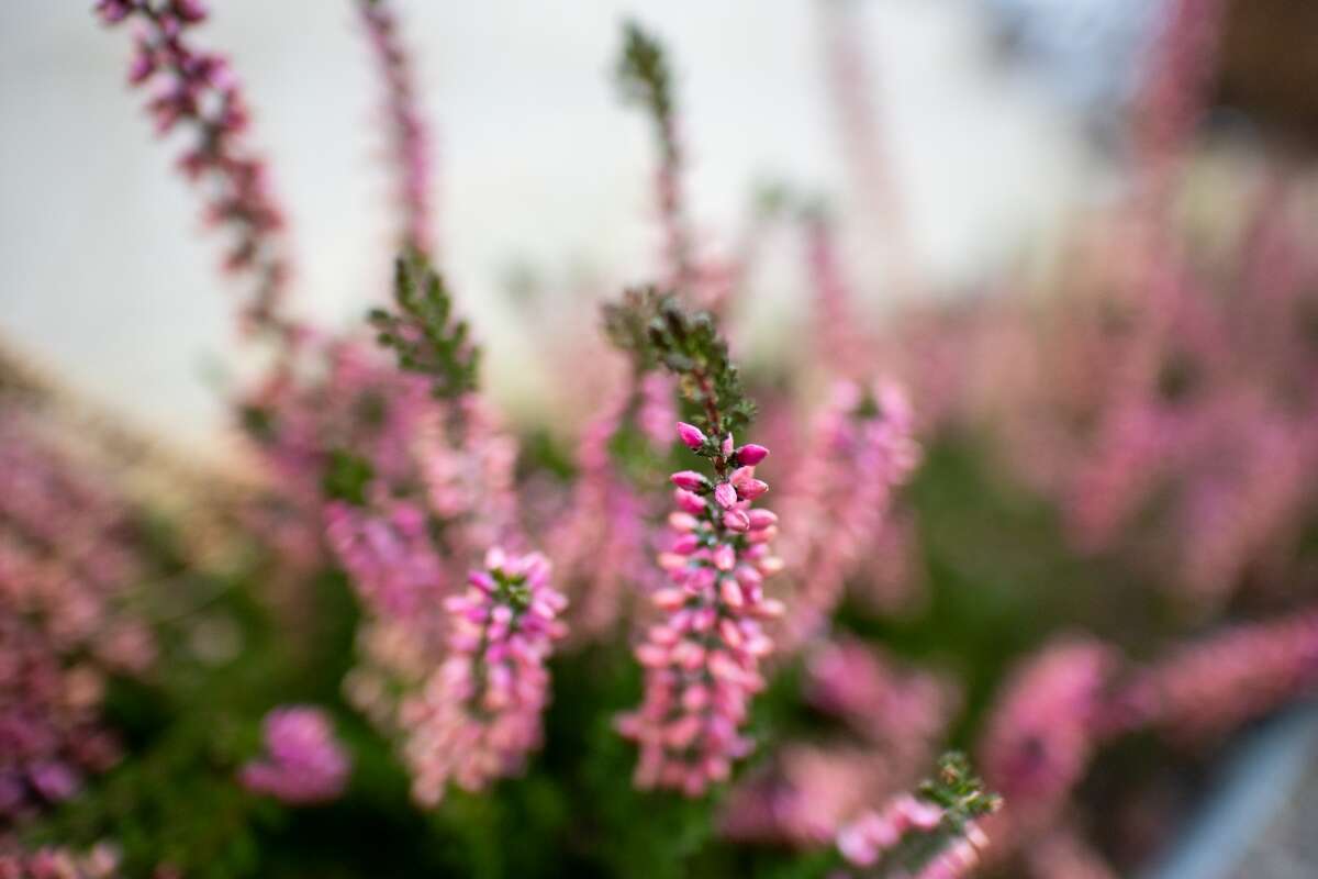 Recenzja Canon EOS M6 Mark II