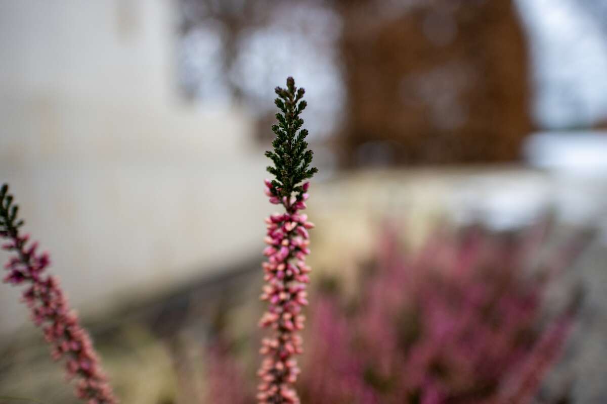 Recenzja Canon EOS M6 Mark II