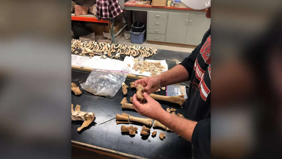 Szkielet z epoki lodowcowej? Prawda okazała się zupełnie inna