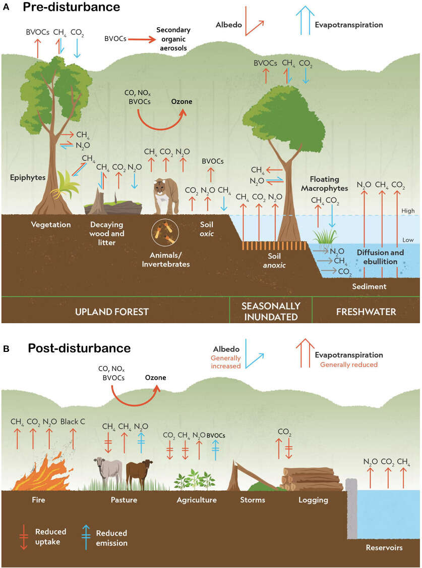 Czy Amazonia potęguje zmiany klimatu?