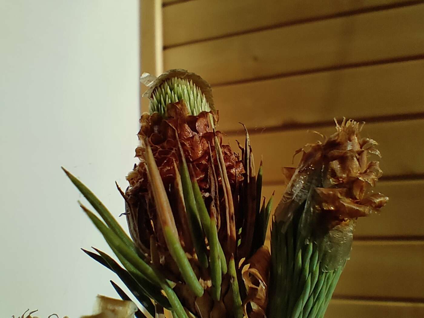 realme 8 Pro - dobry aparat, za dobre pieniądze