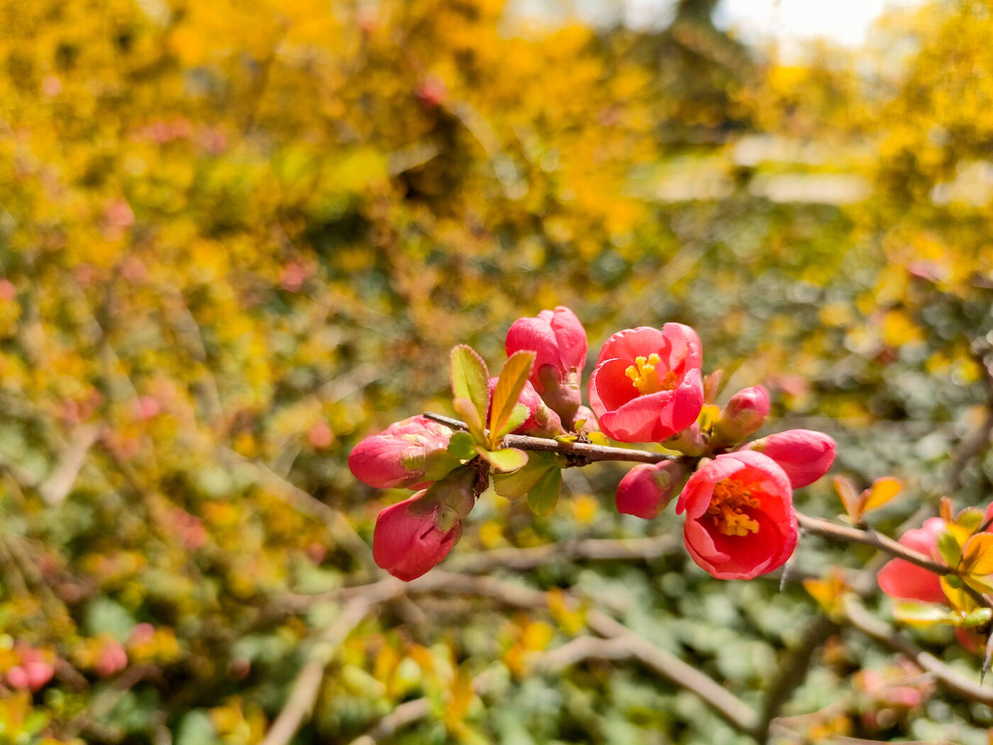 Z OPPO Reno5 5G można podbijać media społecznościowe