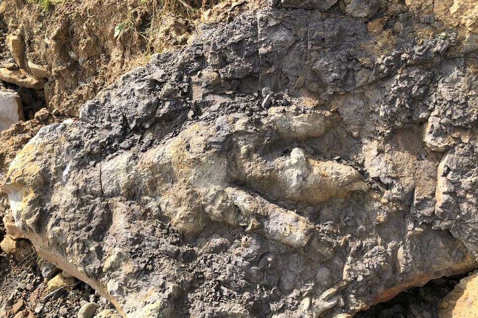 Odcisk stopy dinozaura sprzed 165 mln lat został odnaleziony w zaskakujących okolicznościach