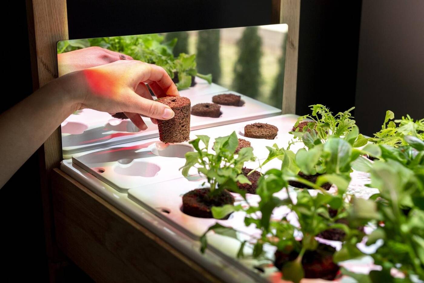 Domowy ogródek Click & Grow 25, czyli świeże warzywa na Waszym blacie