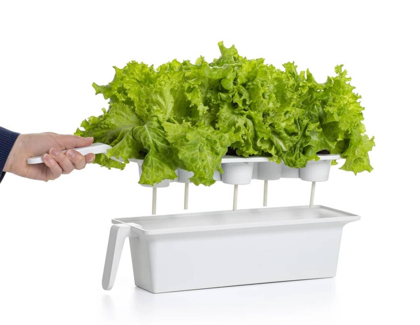 Domowy ogródek Click & Grow 25, czyli świeże warzywa na Waszym blacie