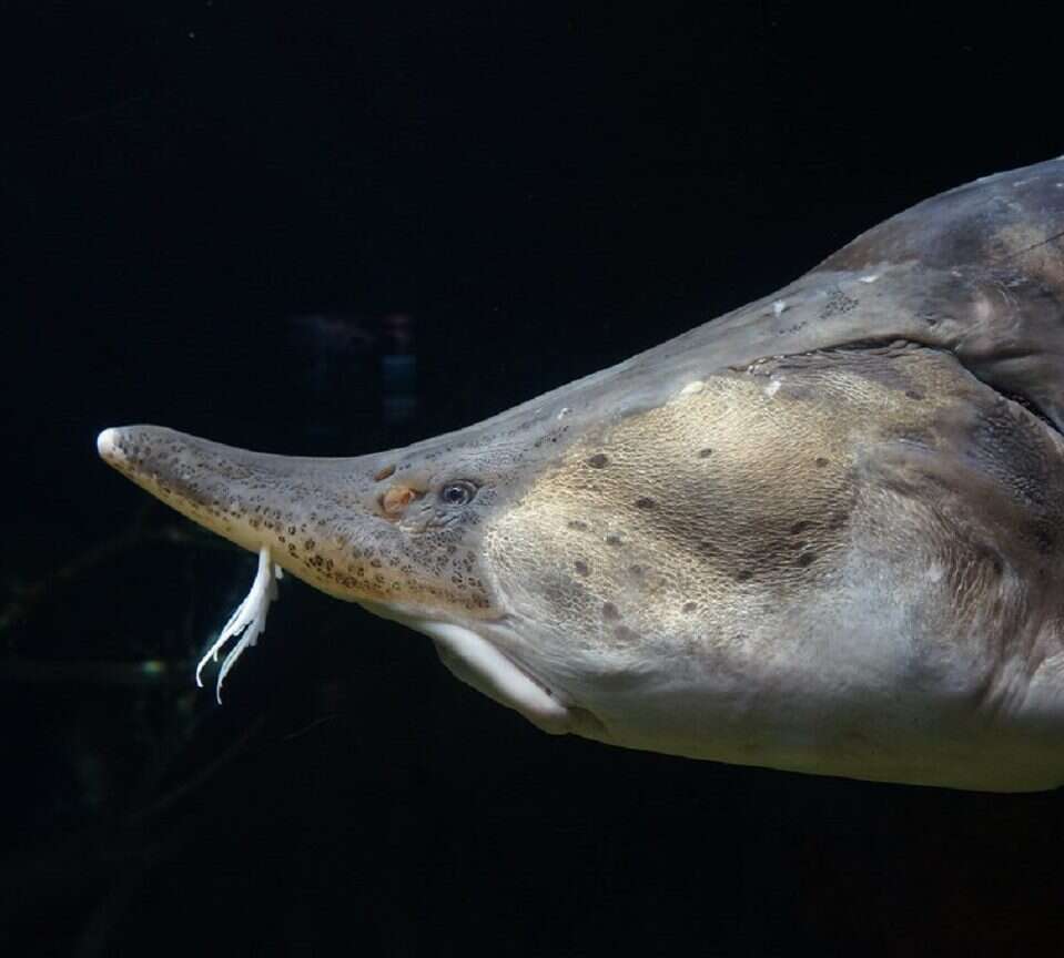 Jaka jest największa ryba słodkowodna na świecie?