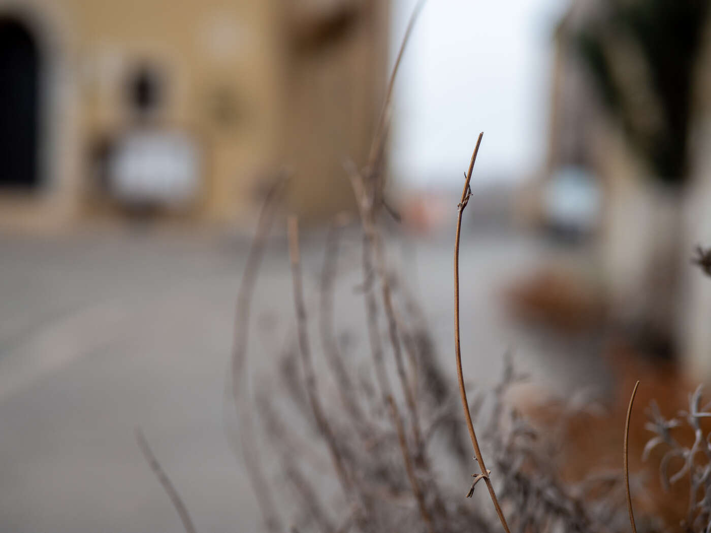 Recenzja M.Zuiko Pro ED 25mm F/1.2 i ED 40-150mm F/2.8 Pro. Pozycje obowiązkowe systemu Micro 4/3