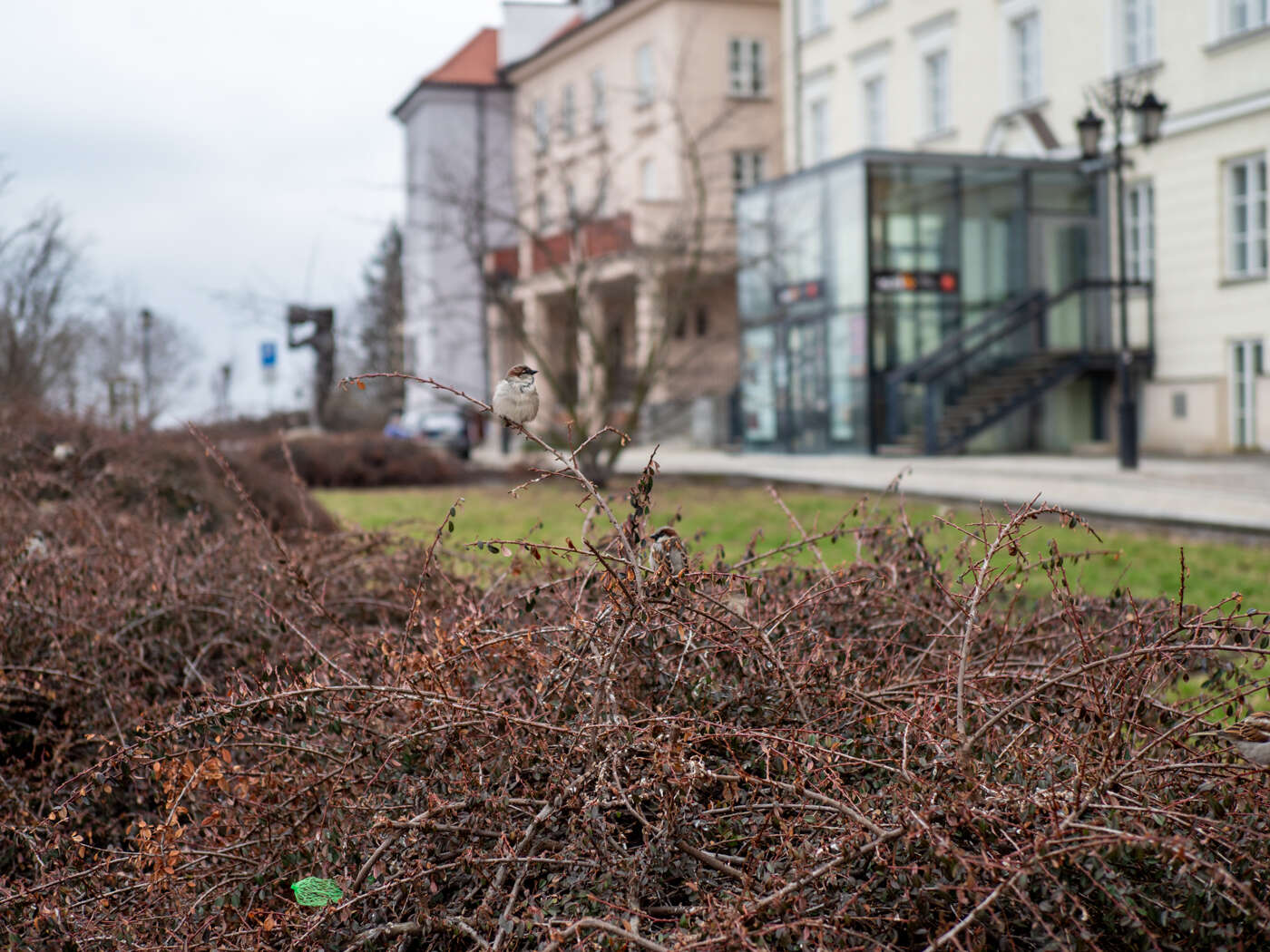 Recenzja M.Zuiko Pro ED 25mm F/1.2 i ED 40-150mm F/2.8 Pro. Pozycje obowiązkowe systemu Micro 4/3
