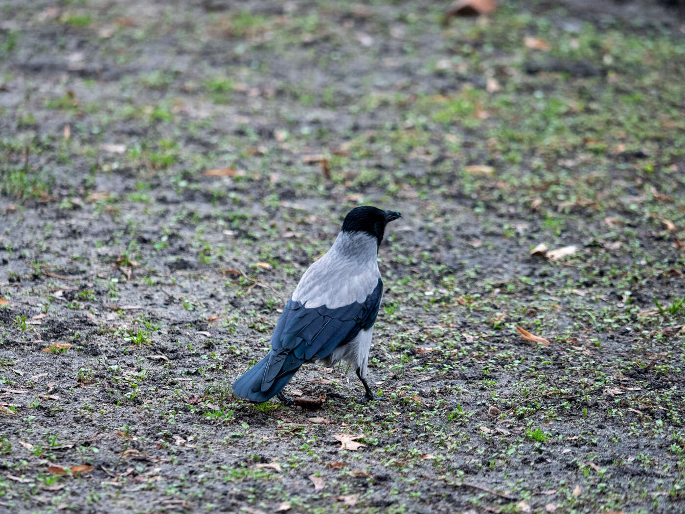 Recenzja M.Zuiko Pro ED 25mm F/1.2 i ED 40-150mm F/2.8 Pro. Pozycje obowiązkowe systemu Micro 4/3