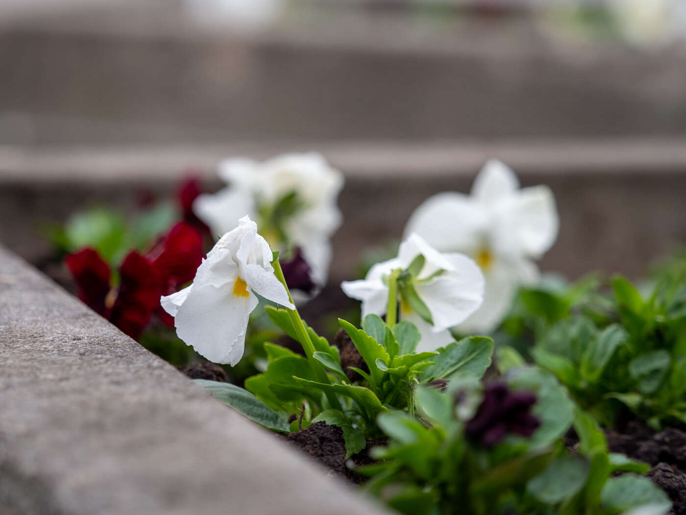 Recenzja M.Zuiko Pro ED 25mm F/1.2 i ED 40-150mm F/2.8 Pro. Pozycje obowiązkowe systemu Micro 4/3