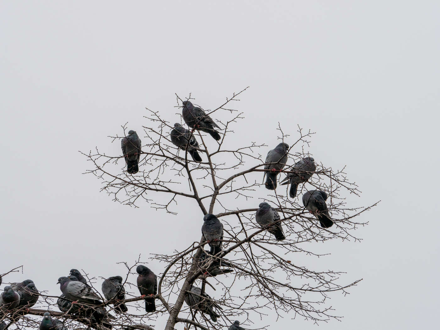 Recenzja M.Zuiko Pro ED 25mm F/1.2 i ED 40-150mm F/2.8 Pro. Pozycje obowiązkowe systemu Micro 4/3