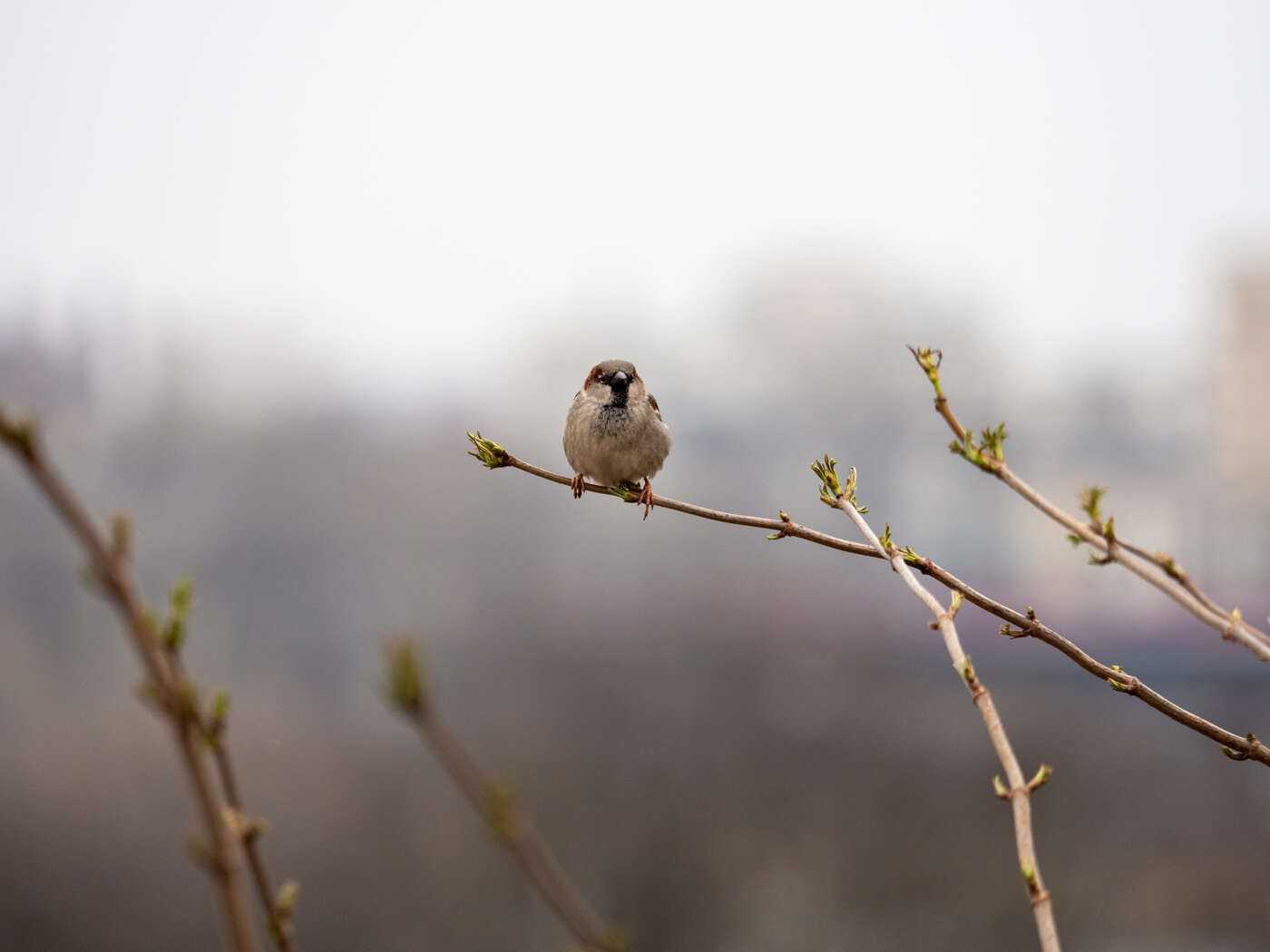 Recenzja M.Zuiko Pro ED 25mm F/1.2 i ED 40-150mm F/2.8 Pro. Pozycje obowiązkowe systemu Micro 4/3