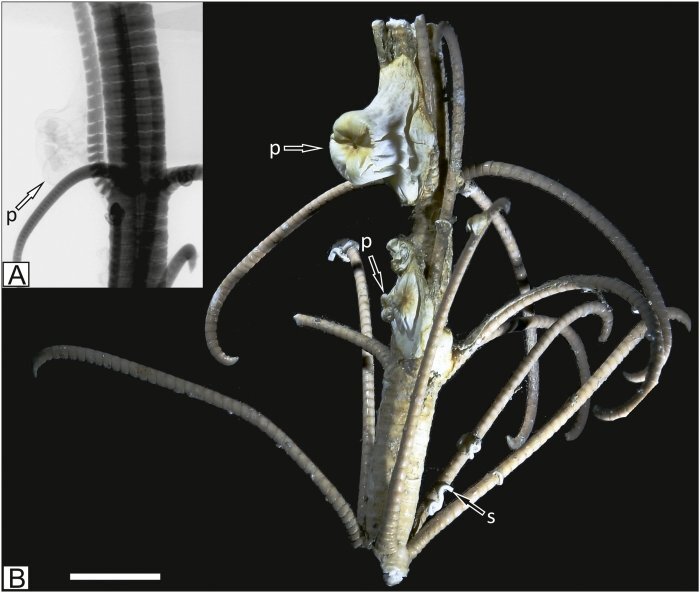 Symbioza, która miała zniknąć 273 mln lat temu została ponownie wykryta