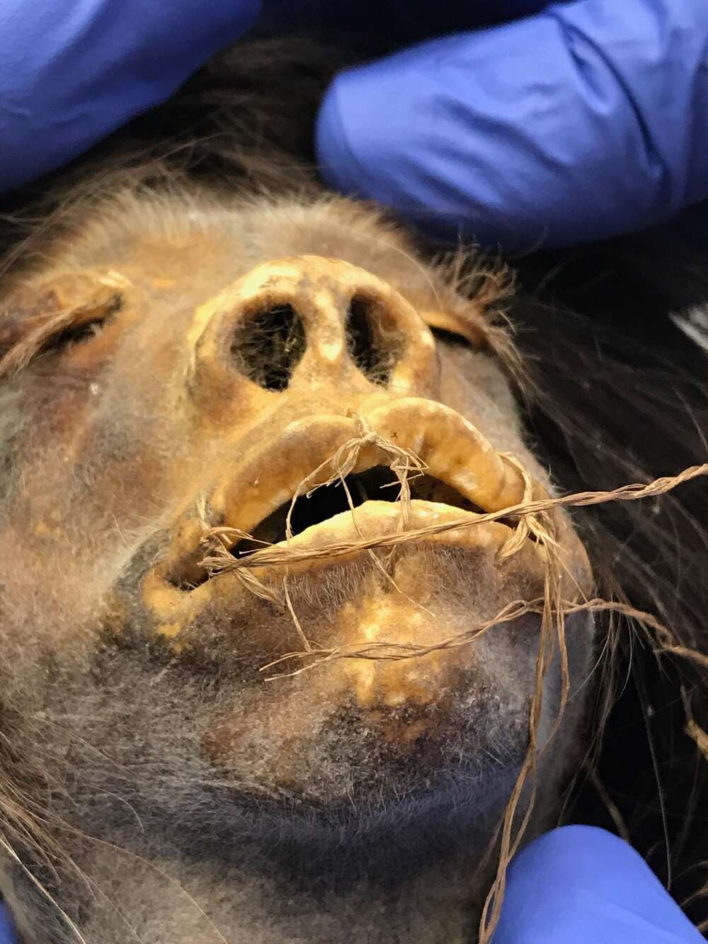 Używali głowy jako rekwizytu filmowego. Okazało się, że to prawdziwa tsantsa z amazońskiej dżungli