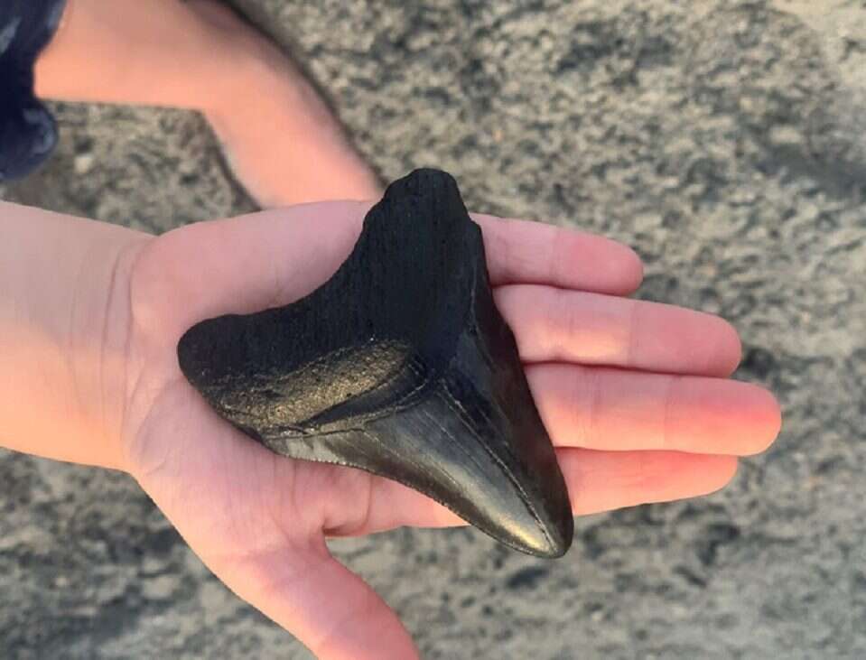5-latek znalazł ząb megalodona. To największy rekin w historii