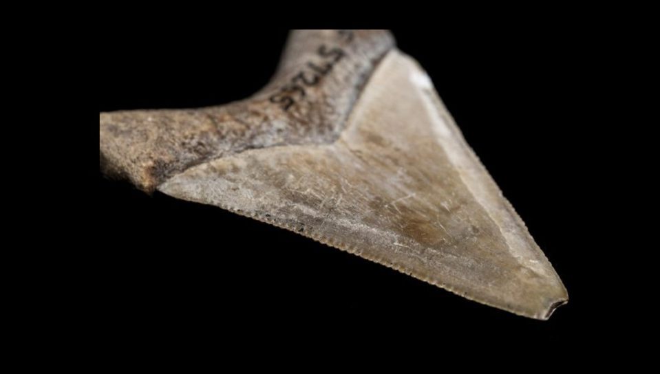 Megalodon mógł być nawet większy niż sądzono. Powstała nowa technika do oszacowania jego rozmiarów