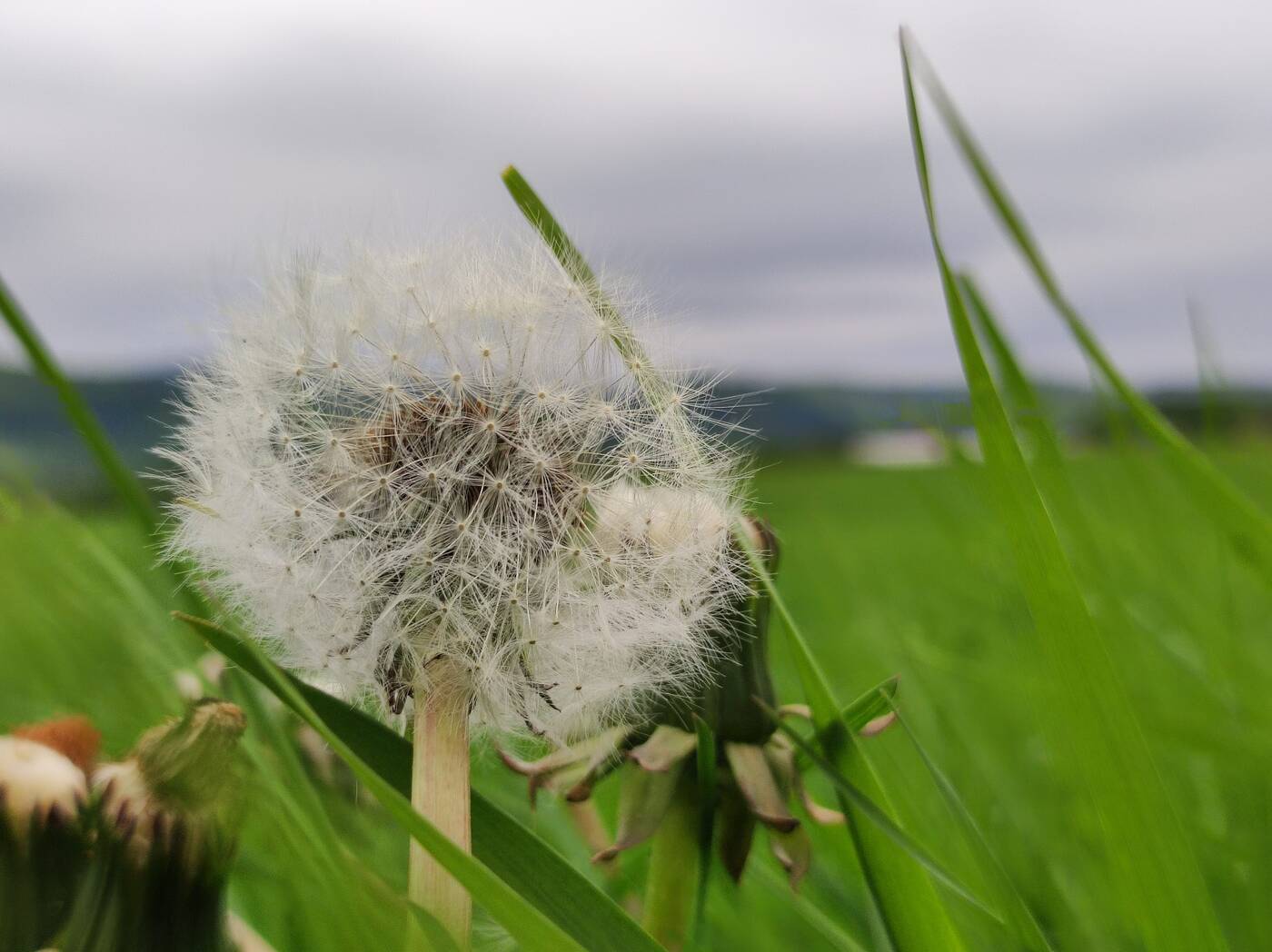 Test Xiaomi Mi 11 Lite 5G. Średniak premium oferujący wiele