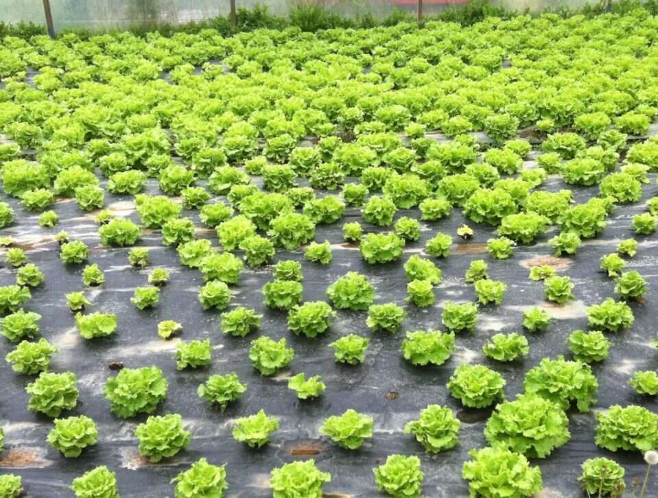 Odpady z produkcji piwa, alternatywą dla pestycydów, produkcji piwa,