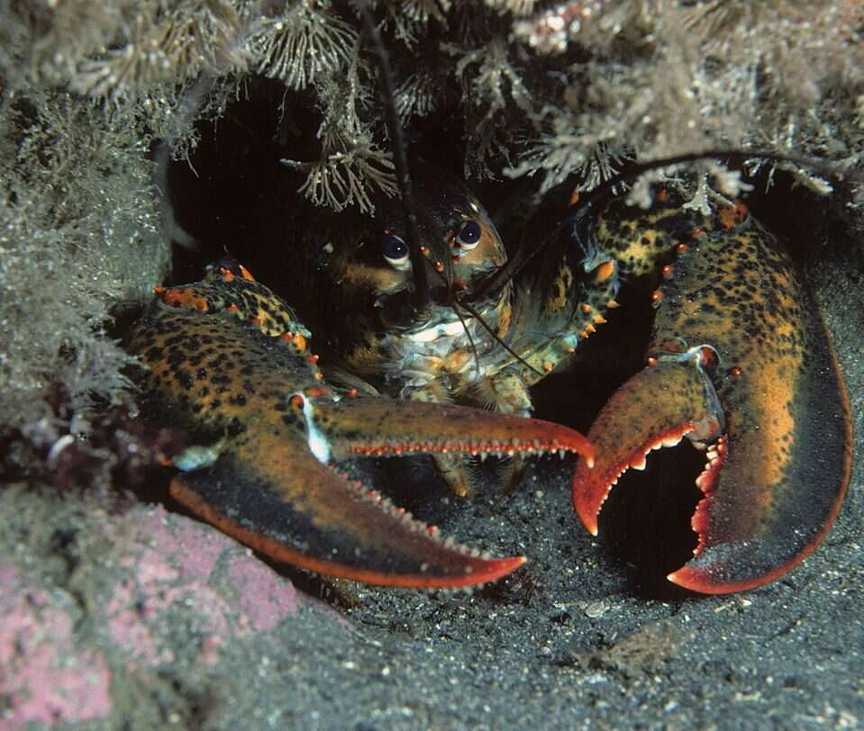 Nie zgadniecie, w jakim celu naukowcy podają marihuanę homarom