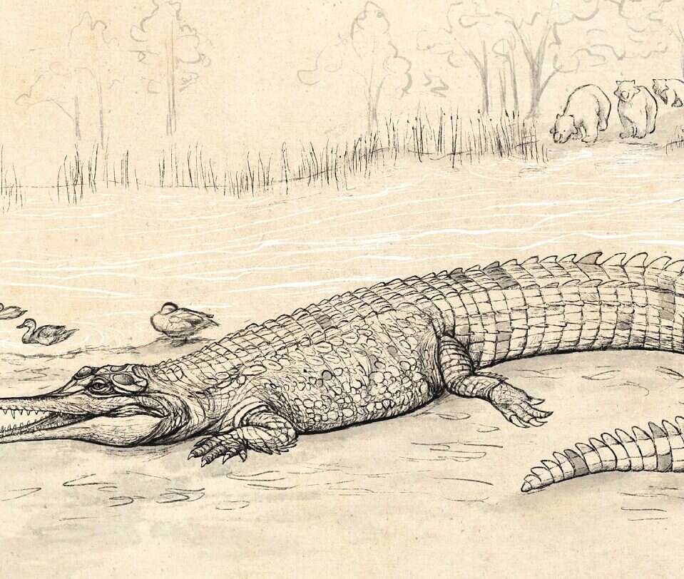 Oto niemal największy krokodyl w historii
