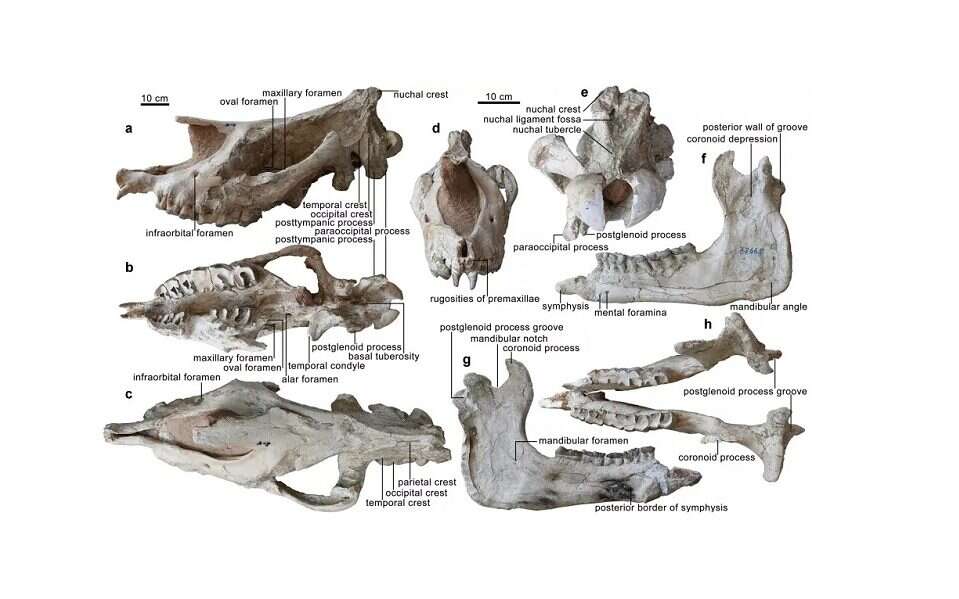 Prehistoryczny nosorożec był naprawdę gigantyczny. To jeden z największych ssaków w historii