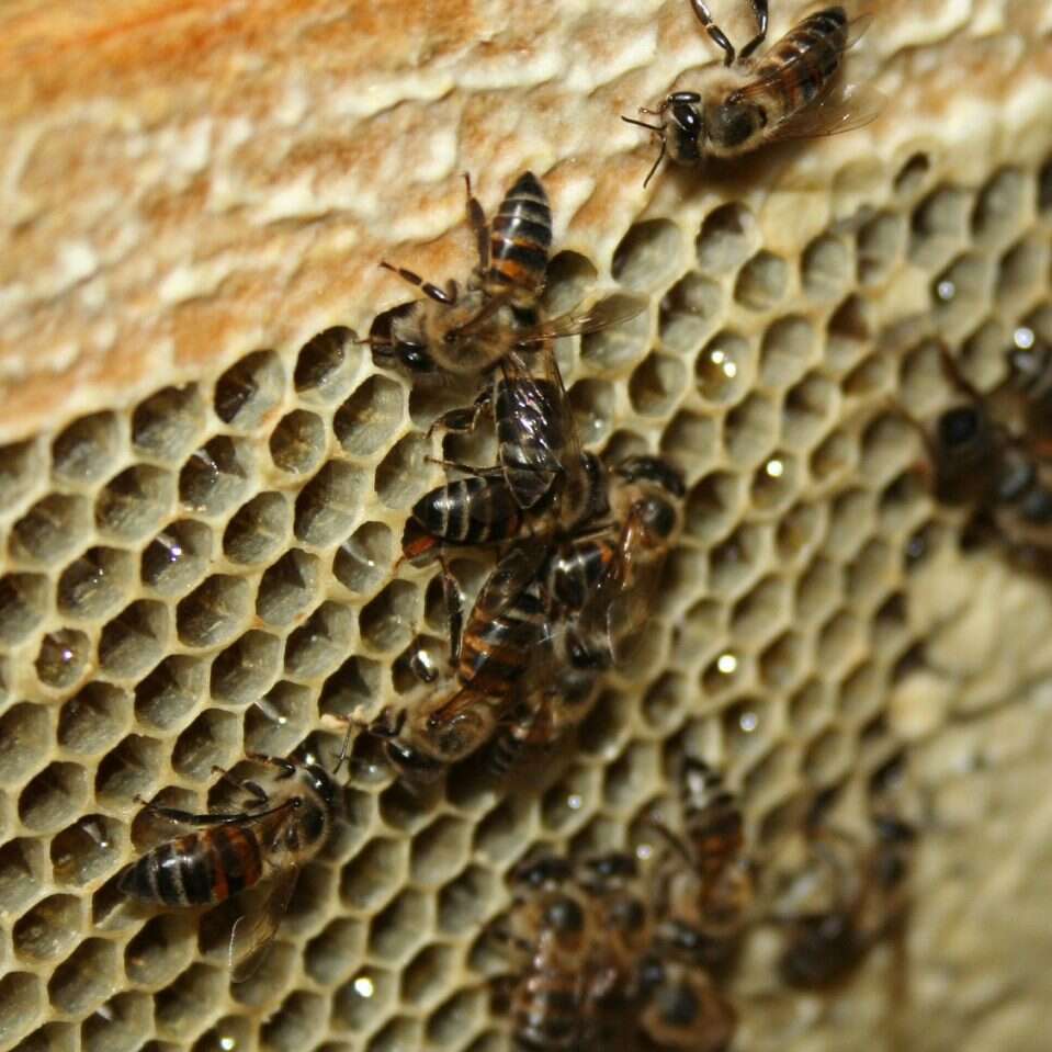 Te pszczoły są w stanie tworzyć swoje idealne klony